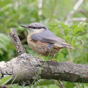 Wood Nuthatch