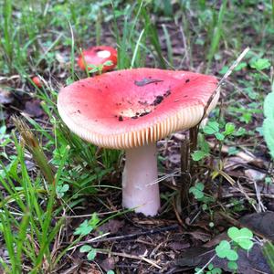 Emetic Russula