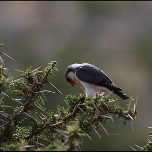 Black-winged Kite