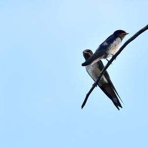 Barn Swallow