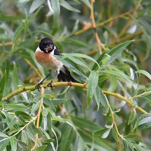 European stonechat