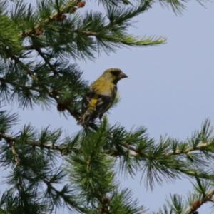 European Greenfinch