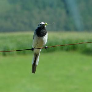 White Wagtail