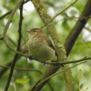 Common Chiffchaff