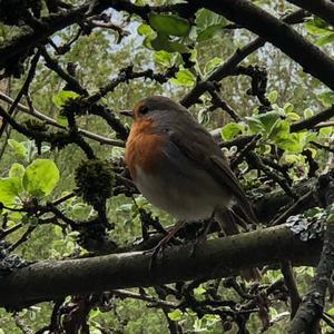 European Robin