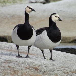 Barnacle Goose