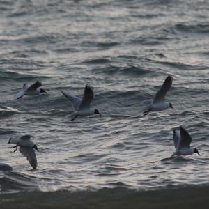 Black-headed Gull