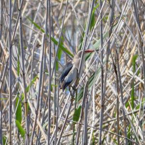 Little Bittern