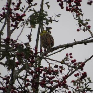 Yellowhammer