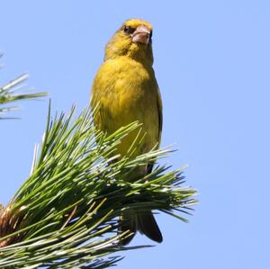 European Greenfinch