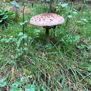 Parasol Mushroom