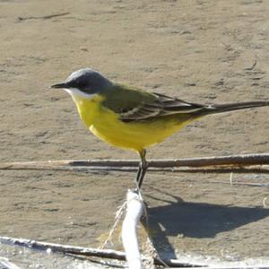 Yellow Wagtail