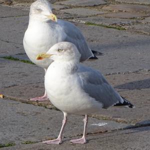 Herring Gull