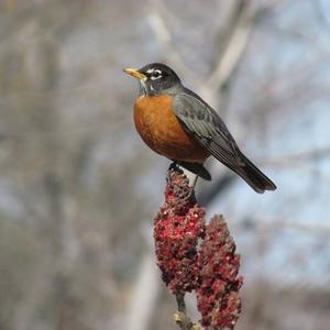 American Robin