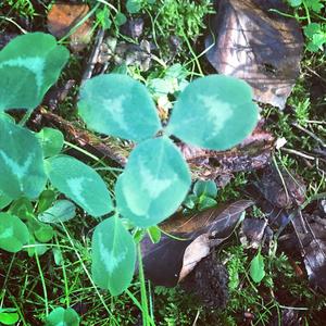 Wood Sorrel (Common)