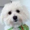 Coton de Tulear