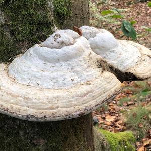 Tinder Polypore