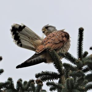 Common Kestrel