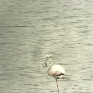 Greater Flamingo