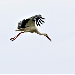 White Stork