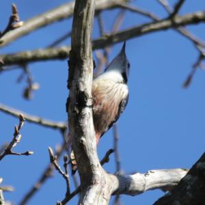 Great Spotted Woodpecker