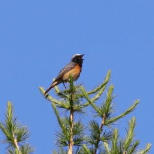 Common Redstart