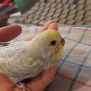 Budgerigar