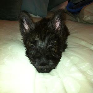 Scottish Terrier