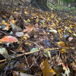 Fly Agaric