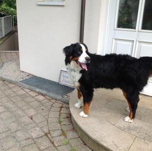 Bernese Mountain Dog