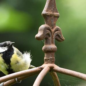 Great Tit