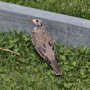 Mistle Thrush