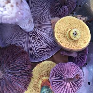 Wood Blewit