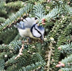 Blue Tit