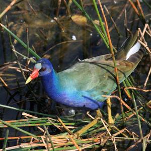 Yellow-legged Gallinule