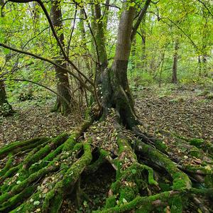 Large-leaved Linden