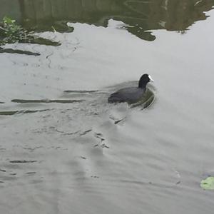 Common Coot