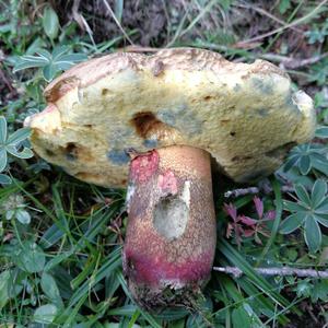 Scarlet-stemmed Bolete