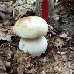 King Bolete