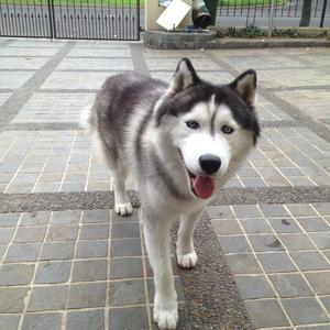 Siberian Husky