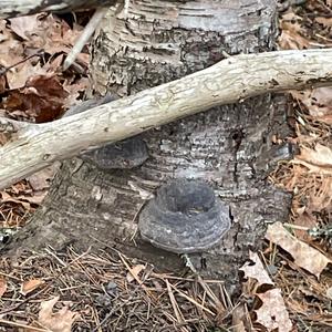 Tinder Polypore