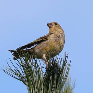 European Greenfinch