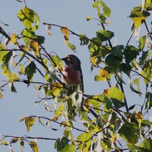 Common Redpoll