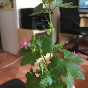 Unknown Species