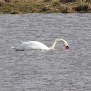 Höckerschwan