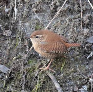 Winter Wren