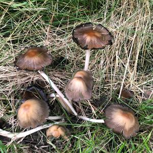 Fairy Ring Mushroom