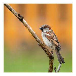 House Sparrow