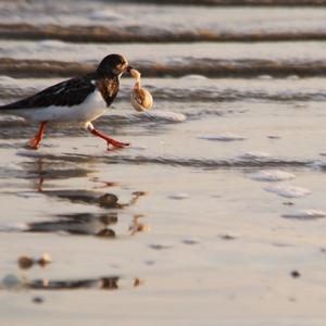 Ruddy Turnstone