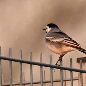 White Wagtail